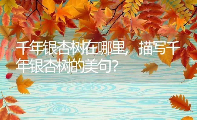 千年银杏树在哪里,描写千年银杏树的美句？ | 养殖常见问题