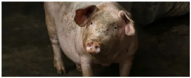 猪精在母猪体内存活多长时间 | 生活常识