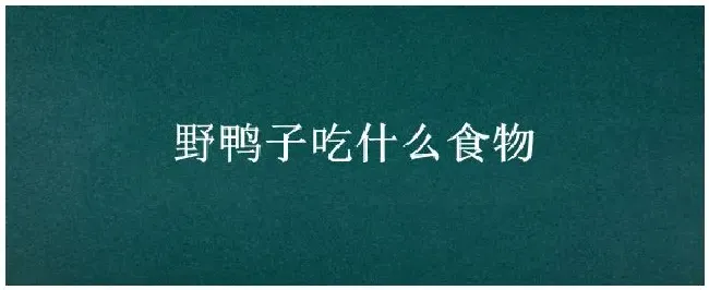 野鸭子吃什么食物 | 三农答疑