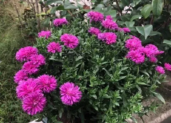 植物常识问题|菊花开在什么季节 在什么时候盛开