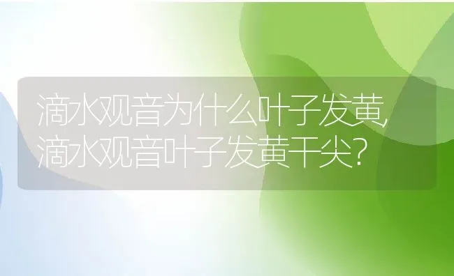 滴水观音为什么叶子发黄,滴水观音叶子发黄干尖？ | 养殖常见问题