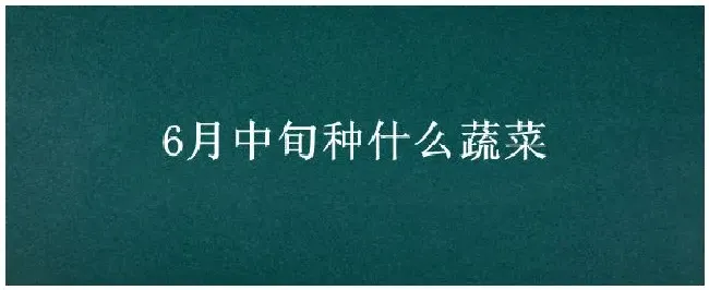 6月中旬种什么蔬菜 | 生活常识