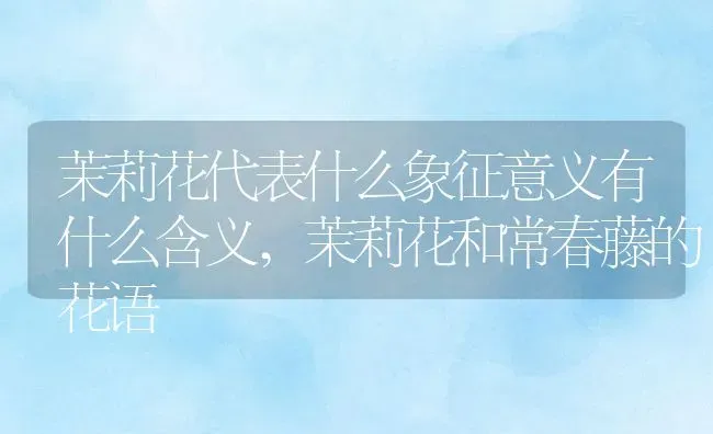 茉莉花代表什么象征意义有什么含义,茉莉花和常春藤的花语 | 养殖常见问题