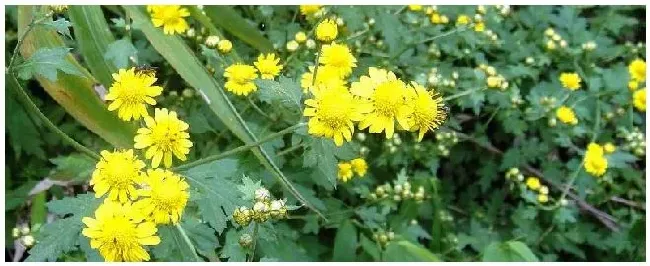 野菊花种植技术与亩产量 | 农业问题