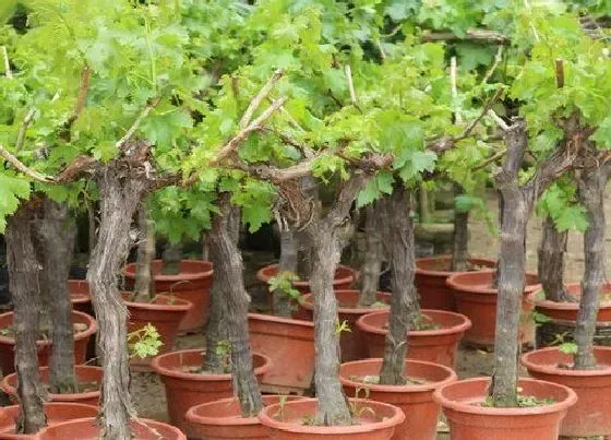 植物常识问题|葡萄苗什么时候种植好 什么季节栽葡萄苗最好