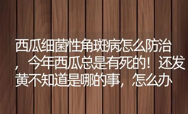 西瓜细菌性角斑病怎么防治,今年西瓜总是有死的！还发黄不知道是哪的事，怎么办 | 养殖常见问题