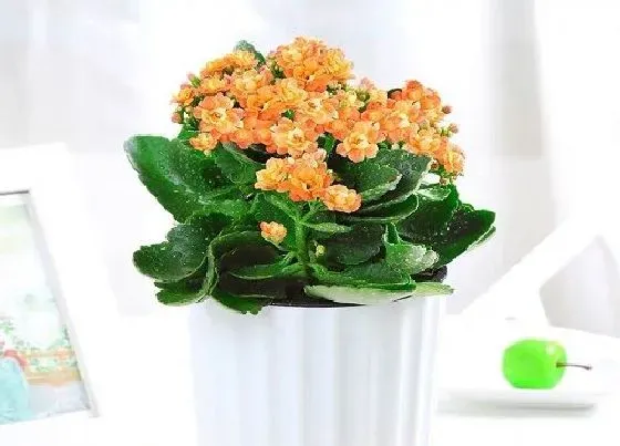 植物常识问题|长寿花怎么养护生长旺盛又防虫