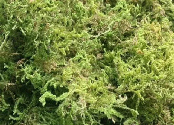 植物常识问题|用什么植料养蝴蝶兰花开多又旺