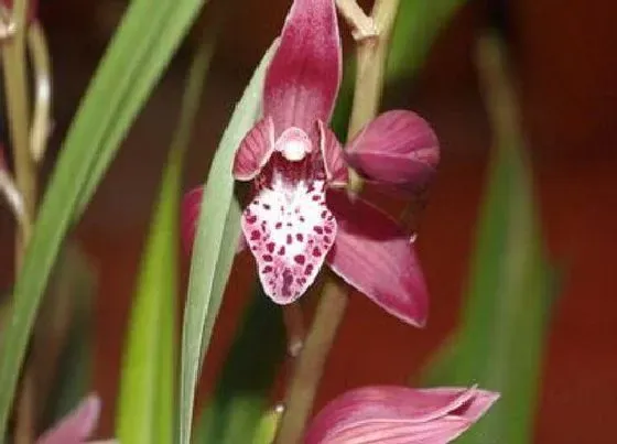 植物常识问题|4月养护兰花有哪些注意要点