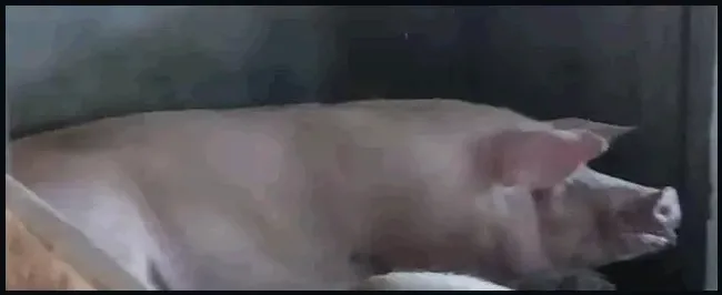 母猪产后怎么消炎 | 农业答疑