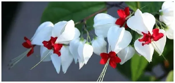 花卉龙吐珠叶子黄是什么原因 | 农业常识
