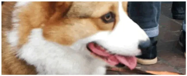 蝴蝶犬为什么养的人少 | 三农答疑