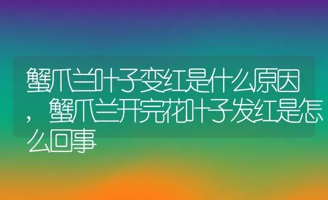 蟹爪兰叶子变红是什么原因,蟹爪兰开完花叶子发红是怎么回事 | 养殖常见问题