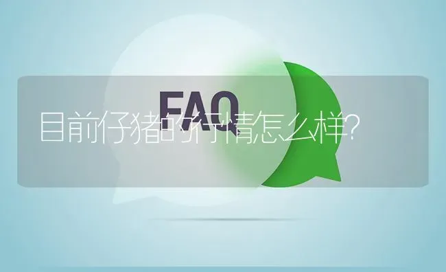 目前仔猪的行情怎么样? | 养殖问题解答