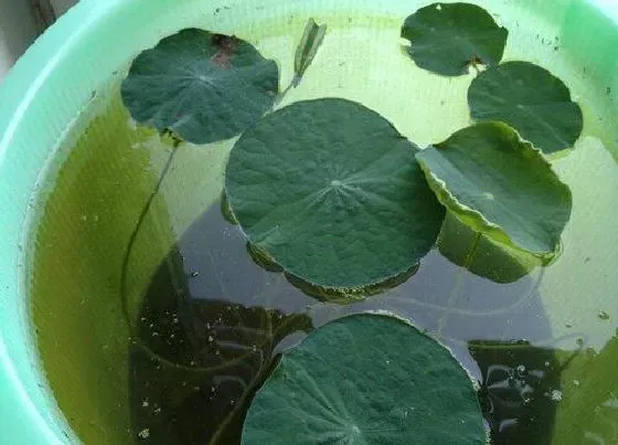 植物常识问题|碗莲施肥一定要牢记的原则