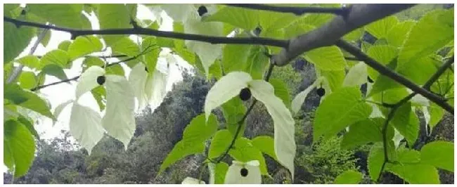 珙桐是什么植物裸子 | 生活常识
