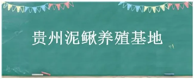 贵州泥鳅养殖基地 | 科普知识