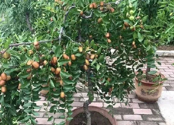 植物常识问题|十大阳台化煞招财植物 阳台放什么植物镇宅招财旺人