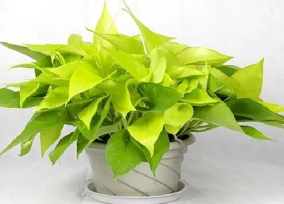 植物常识问题|夏季绿萝叶片老是发黄怎么办