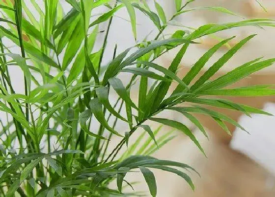 植物常识问题|凤尾竹如何上盆长新根更快