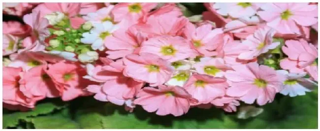 天竺葵种植后注意事项 | 三农问答