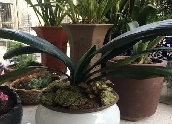 植物常识问题|君子兰叶片缺水萎蔫正确的处理办法