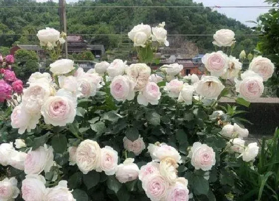 植物常识问题|月季花品种