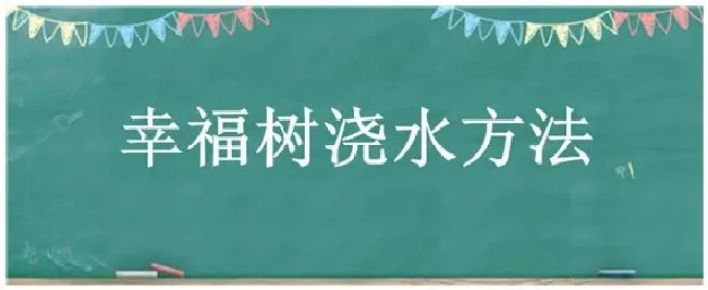 幸福树浇水方法 | 生活常识