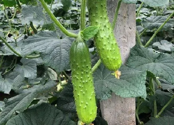 植物常识问题|露地夏季黄瓜遇到高温怎么办（种植黄瓜高温需要遮阳吗）