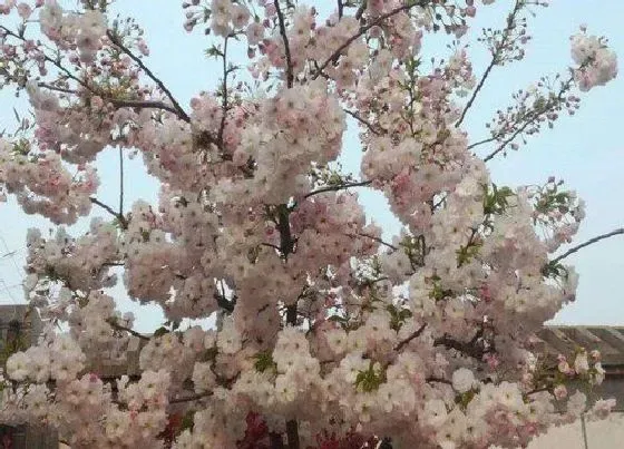 植物常识问题|日本的国花是菊花还是樱花 日本的国花是什么花