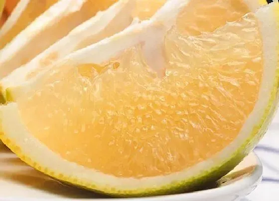 植物常识问题|葡萄柚和柚子的区别图片