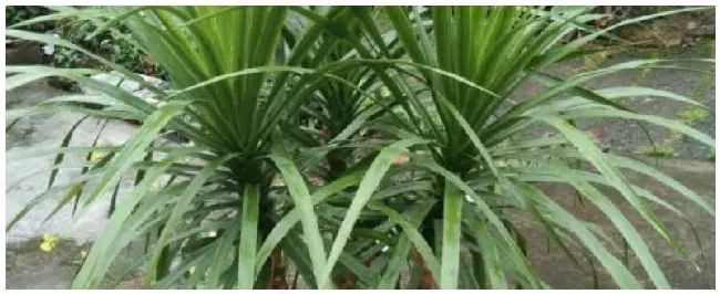 龙血盆栽种植注意事项 | 农业常识