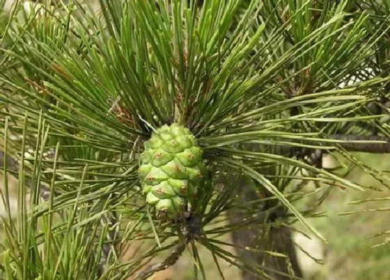 植物常识问题|松树品种名称及图片大全 常见松树的种类和图解