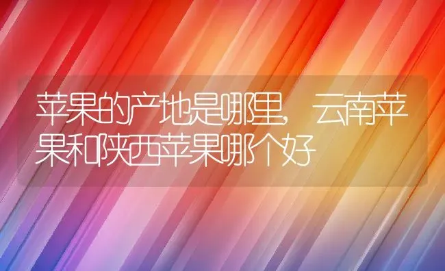 苹果的产地是哪里,云南苹果和陕西苹果哪个好 | 养殖常见问题