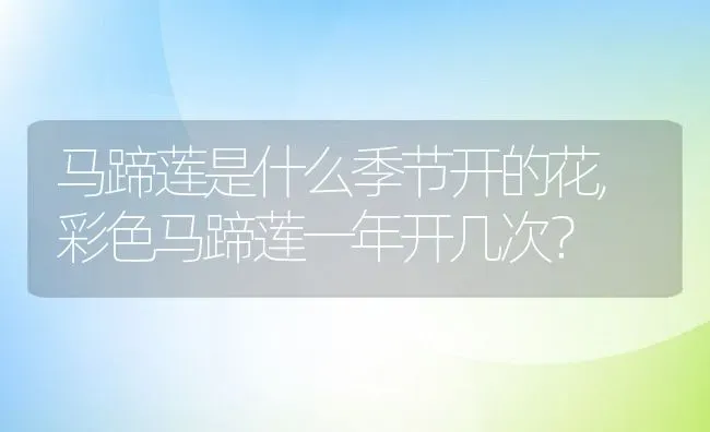 马蹄莲是什么季节开的花,彩色马蹄莲一年开几次？ | 养殖常见问题