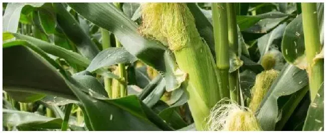 登海3721玉米种介绍 | 三农问答