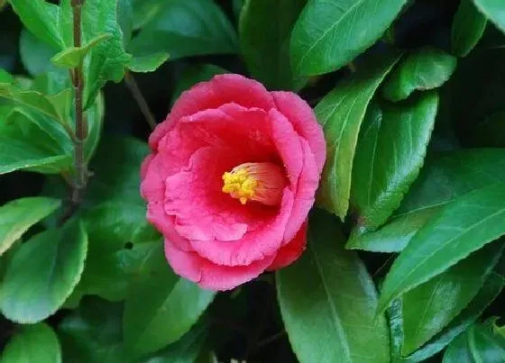 植物常识问题|茶花花谢后迟迟不长新芽怎么办