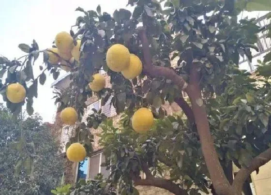植物常识问题|怎样才能把金钱橘养护好