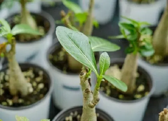 植物常识问题|沙漠玫瑰移栽后黄叶掉叶是什么原因（刚种就叶子发黄掉落）