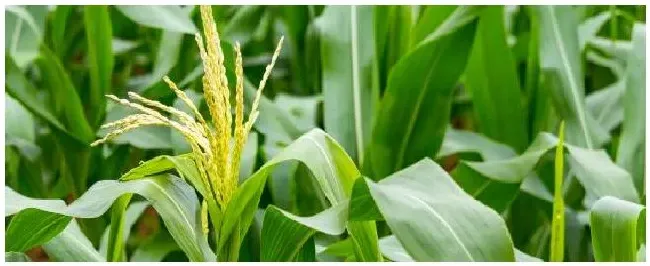 登海605最佳密度 | 科普知识