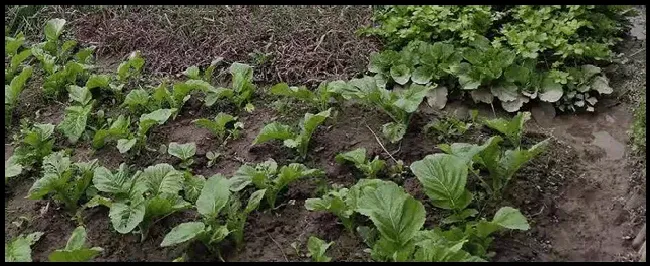 打除草剂的最佳时间 | 三农问答