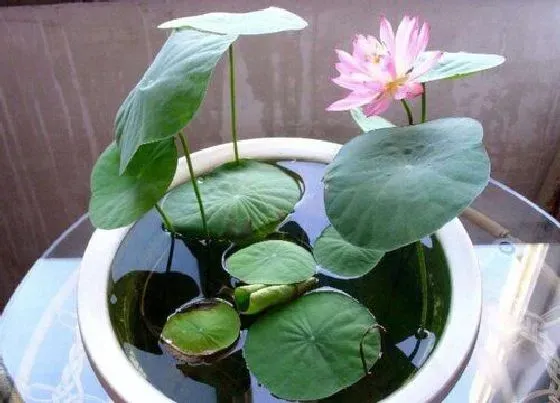 植物常识问题|碗莲好养活吗