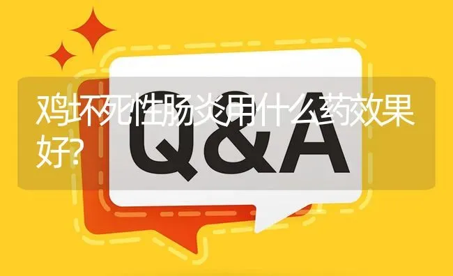 鸡坏死性肠炎用什么药效果好? | 养殖问题解答