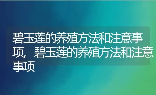 碧玉莲的养殖方法和注意事项,碧玉莲的养殖方法和注意事项 | 养殖常见问题