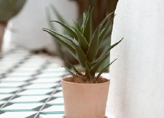 植物常识问题|夏季如何养护芦荟长得圆润又饱满