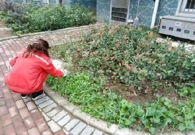 植物常识问题|住宅小区里面能种菜吗（小区住户在空地种菜违反规定吗）