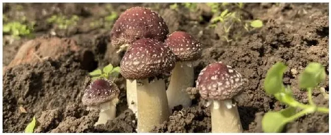 赤松茸种植技术及亩效益一亩多少成本 | 农业问题