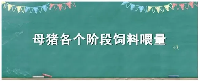 母猪各个阶段饲料喂量 | 三农问答