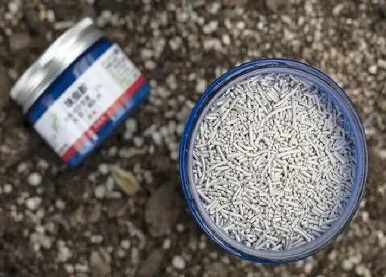 植物常识问题|三伏天蟹爪兰使用呋虫胺不腐烂