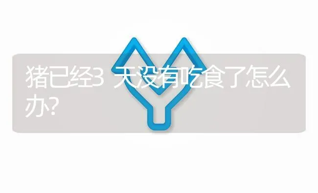 猪已经3天没有吃食了怎么办? | 养殖问题解答